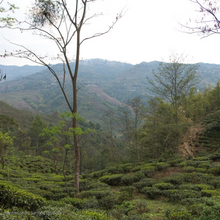 Load image into Gallery viewer, Selimbong Tea Field - Where our Tiger Mountain Grows
